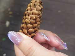 -五营红松林海景区