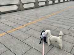 -观澳平台