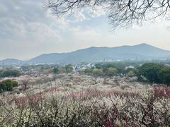 -香雪海