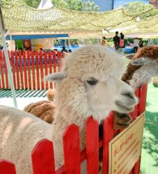 -萌宠亲子动物乐园(槐房万达店)