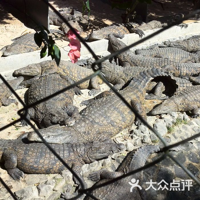 鳄鱼公园