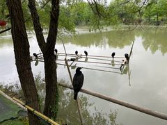 -长兴太湖图影湿地文化园