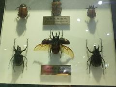 -上海昆虫博物馆
