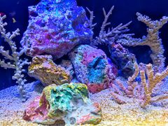 -上海海洋水族馆