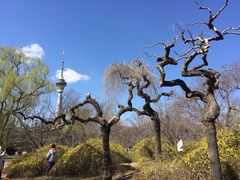 -中央广播电视塔