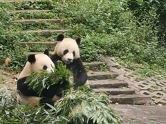 -中国大熊猫保护研究中心雅安碧峰峡基地