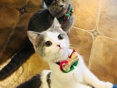 -共舞时光猫咖·狗咖(新街口店)