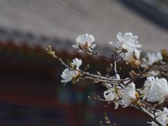 -国家植物园