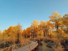 -金塔沙漠胡杨林景区