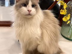 -共舞时光猫咖·狗咖(新街口店)