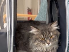 -佳雯宠物医院·皮肤科·内外科(春晓路分院)