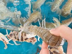 -四川小胡子海鲜(丁村万人海鲜广场店)