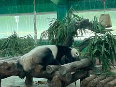 -广州动物园