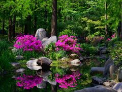 -上海共青森林公园