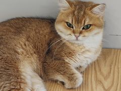 -有喵·猫咖·狗咖·30几只猫10只小狗(岗厦店)