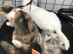 -袖虎宠物·金渐层缅因猫舍(灵芝店)