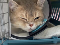 -宠颐生宠物医院·异宠猫科内科·诊疗中心宠巢店