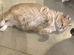 -藏猫猫咖啡主题馆(中央大道店)