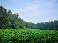 -合肥滨湖国家森林公园