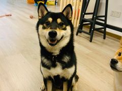 -柴迷FANS CLUB·柴犬狗咖·猫咖