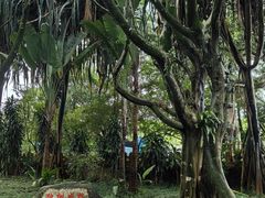 -瑞丽独树成林风景区