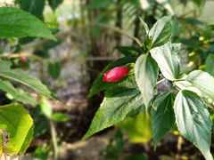 -广西壮族自治区药用植物园