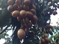 -从化深英荔枝黄皮龙眼采摘园