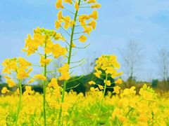 -西京湾花海