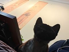 -楼上猫咖(罗湖店)