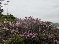 -梧桐山风景名胜区