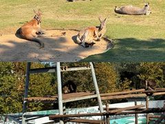 -西霞口神雕山野生动物世界