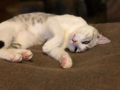 -李小姐の猫咖啡馆(五角场店)