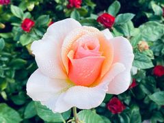 -人民公园(罗湖区)