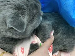 -纳吉亚猫专科动物诊疗中心(蒋宅口分院)