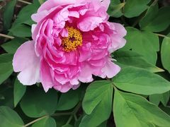 -黑龙江省森林植物园