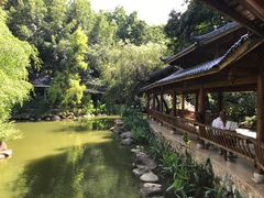 -金花茶公园