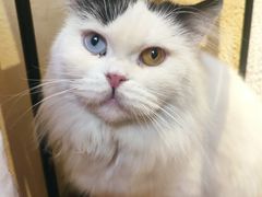 -猫小院猫主题餐厅(南锣旗舰店)