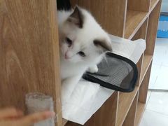 -纳吉亚猫专科动物诊疗中心(蒋宅口分院)