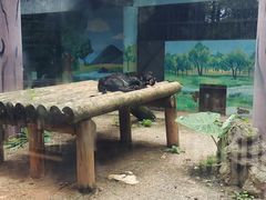 -昆明动物园