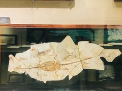 -安徽省地质博物馆