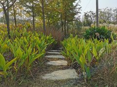 -上海长兴岛郊野公园