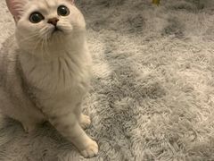 -喵zoo家庭繁育猫舍(尖东智能花园店)
