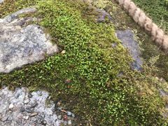 -西芳寺(苔寺)