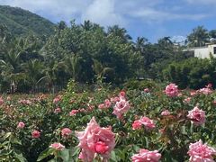 -亚龙湾国际玫瑰谷