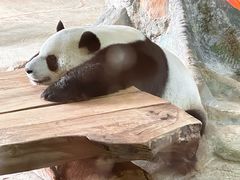 -海南热带野生动植物园