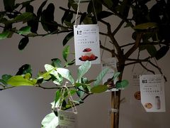 -Oasis coffee燕谷咖啡(公信店)
