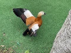 -上海野生动物园