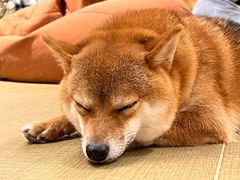 -逗柴咖啡屋·狗咖猫咖宠物桌游