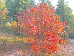 -北京西山国家森林公园