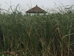 -梁鸿国家湿地公园